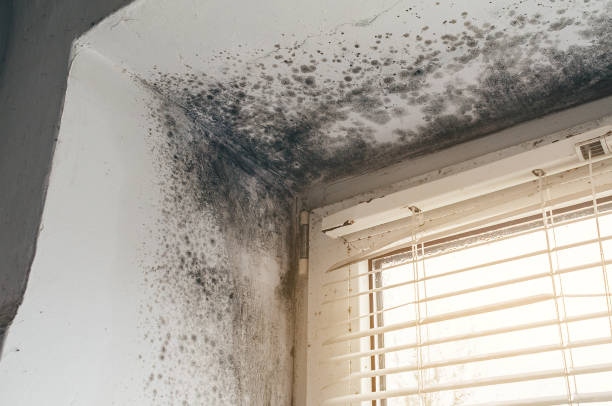 Affordable Mold Inspection solutions in Garrett Park, MD